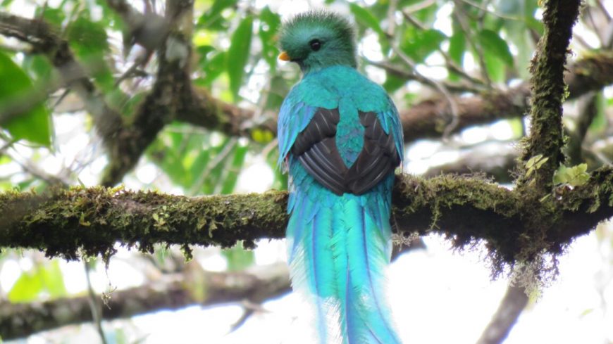 RVS Montaña de Puca